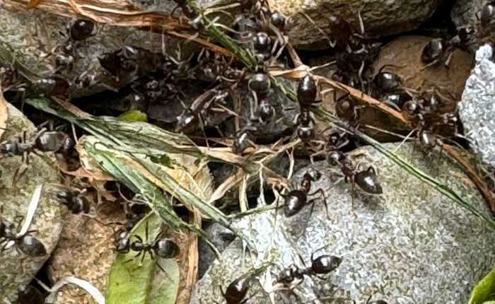 Ant-Controller-in-Thirsk Website-design-for-Pest-Controller-in-Thirsk